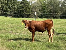 DUNN RICOCHET X DUNN HALLELUJAH BULL CALF